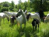 Chevaux lipizzans