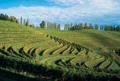 Vineyards of the Stajerska region