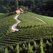 Vineyards