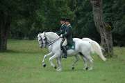 Chevaux lipizzans