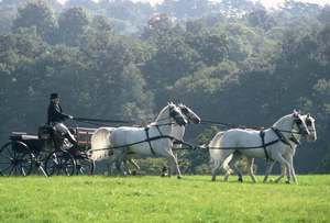 Chevaux lipizzans