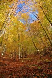 Forêt d'automne