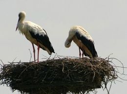 Stork