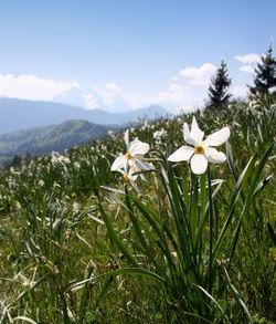 Daffodils on Golica