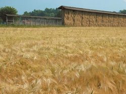 Wheat field