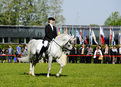 Performance of the Lipizzaner horses