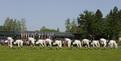 Lipizzaner horses, named after Lipica, which is an original Slovenian name  (lipica - a small linden tree)