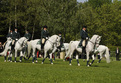 ‘Lipizzaner Ballet’