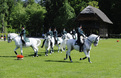 « Ballet des lipizzans »