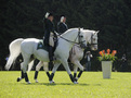 Présentation des chevaux de race lipizzane