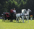 Spectacle de chevaux Lipizzans