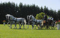 Chevaux de race lipizzane